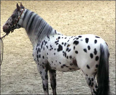 Cest facile non, c'est un...