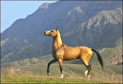 Tu sais quelle est cette race à lallure fière ?