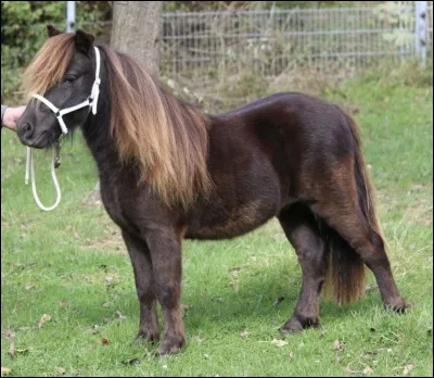 Quelle est cette race de poney ?