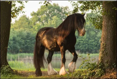 Quelle est cette race ?