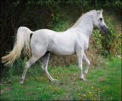 Quelle est cette race ?