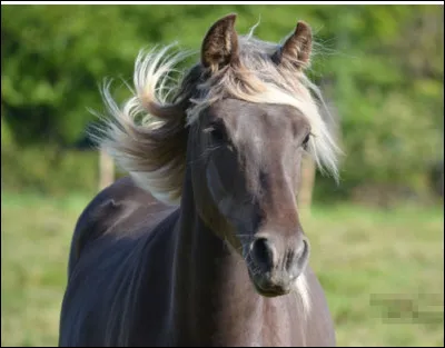 Cest un cheval américain.