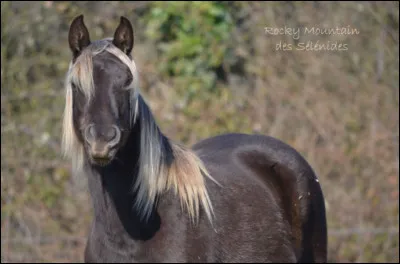 C�est un cheval am&eacute;ricain.