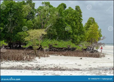 Le mancenillier de Martinique peut empoisonner un homme rien quen le touchant ou en sabritant sil pleut.