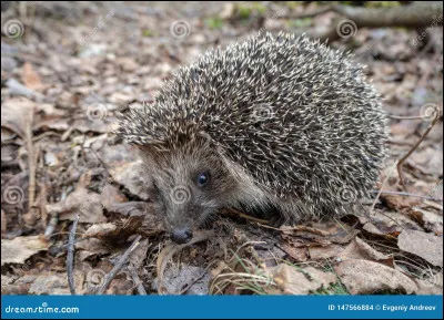 Le bébé du hérisson se nomme un « hérissonnet ».