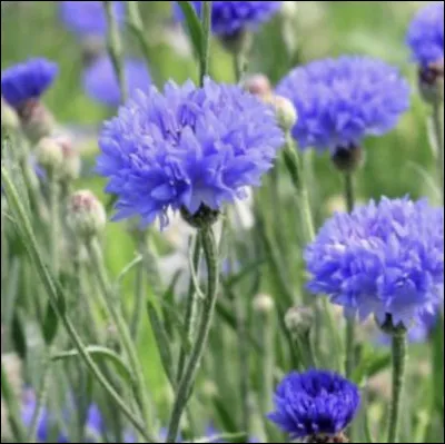 Alors cette belle fleur bleue quel est son nom ? À vous de le trouver !