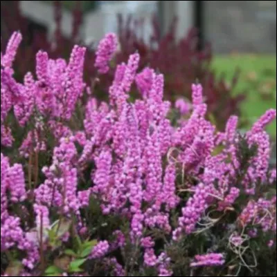 Et elle, quel est son nom ?