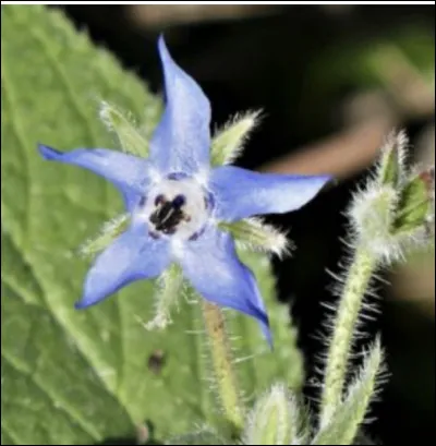 En voici encore une autre ! Comment s'appelle-t-elle ?