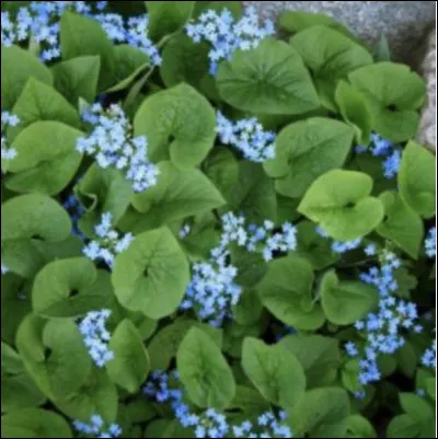 Comment s'appelle celle-là ?