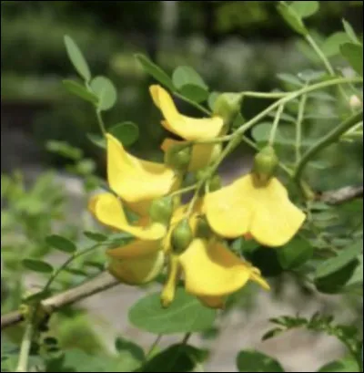 Première fleur à trouver ! Alors quel est son nom ?