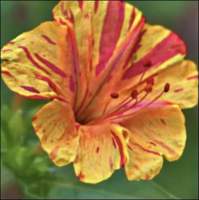 Celle-là, quel est son nom ?