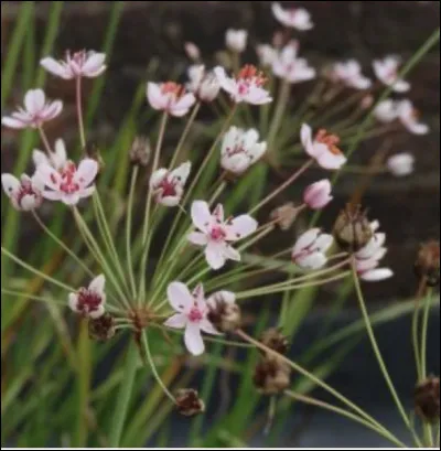 Et elle, comment s'appelle-t-elle ?