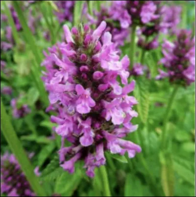 Et elle, comment s'appelle-t-elle ?