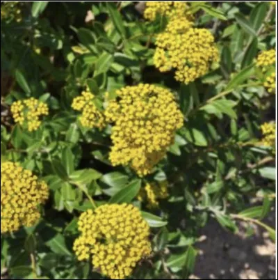 Alors celle-ci c'est une...