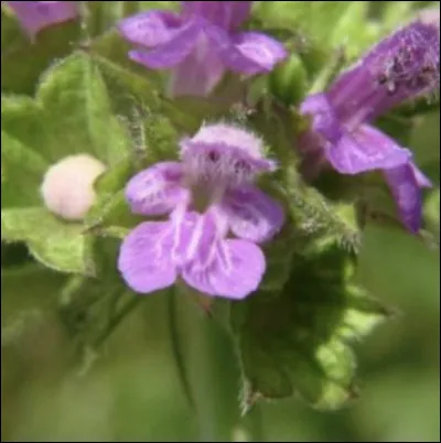 Et alors celle-là, quel est son nom ?