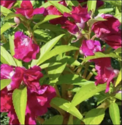 Et donc elle, son nom est...