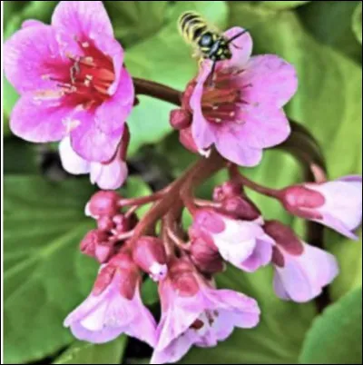 Allez courage cest presque fini ! Quel est son nom ?
