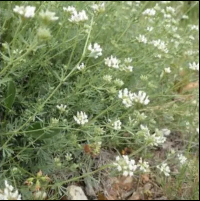 En voici une autre ! Comment s'appelle-t-elle ?