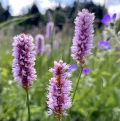 Et elle, quel est son nom ?