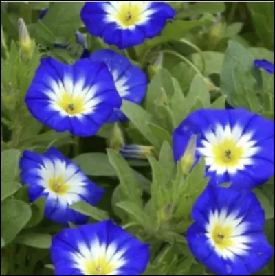 Maintenant, pouvez-vous me donner le nom de cette fleur bleue et jaune ?