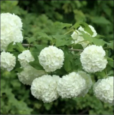 Et celle-là, comment est-elle appelée ?