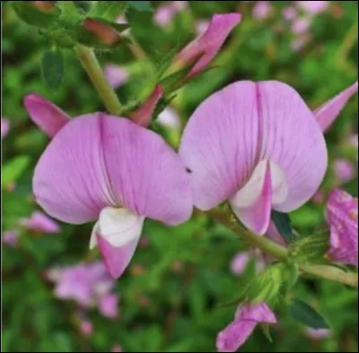 Comment s'appelle cette fleur rose ?