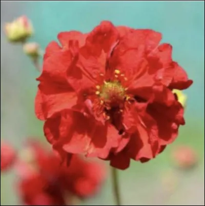 Maintenant celle-ci, comment s'appelle-t-elle ?