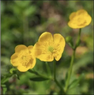 Mais celle-là alors, quel est son nom ?
