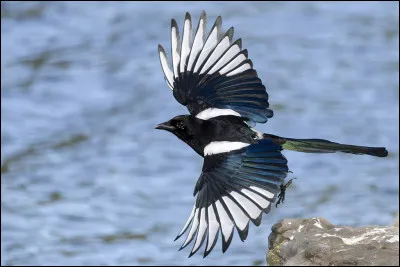 En cartomancie, la dame de pique annonce...