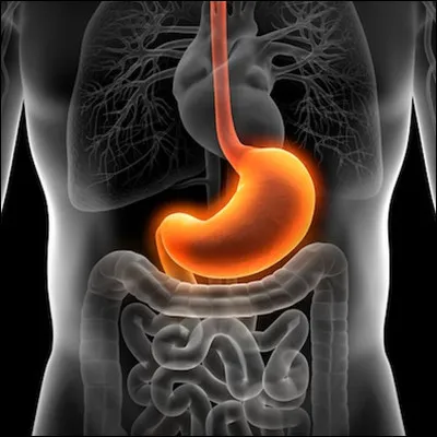 Avoir lestomac dans les ...