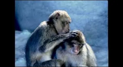 Quel groupe a chant&eacute; "Un singe en hiver" en 2002 ?
