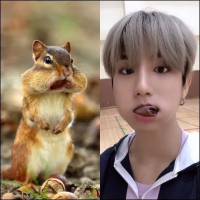 Es-tu souvent comparé(e) à un rongeur ?