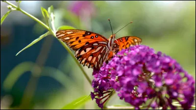 Quel est ton souffle préféré parmi ceux-ci ?