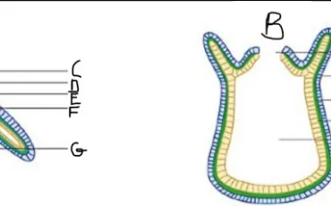 Quiz Animaux