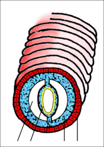 D'après ce schéma, cochez la ou les bonne(s) réponse(s).