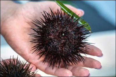 La fourmi n'est pas prêteuse, c'est là son moindre défaut !