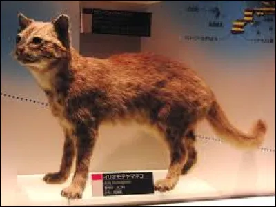 De quel pays est originaire le chat d'Iriomote ?