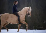 Quiz Les chevaux