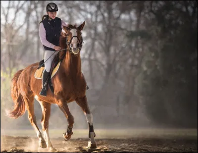 Comment fait-on un départ au galop à droite ?