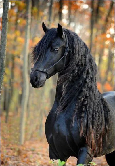 Quelle est cette race ?