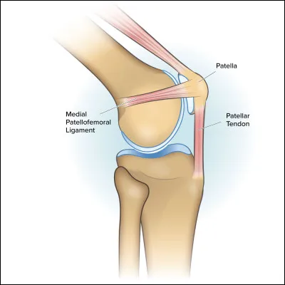 Un ligament est une bande de tissu conjonctif fibreux très solide qui relie deux os entre eux.