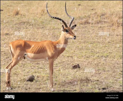 Quel est le sexe de cet animal ?