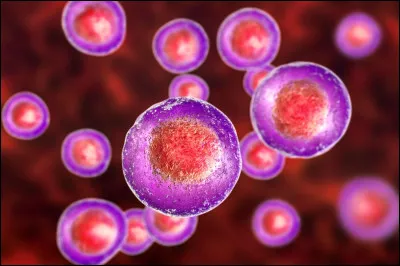 Combien de pattes a cet être vivant ?