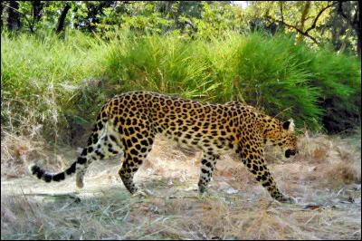 Quel est cet animal ?