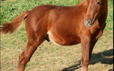 Quiz Chevaux