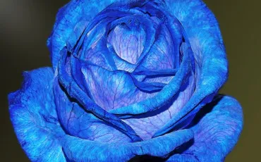 Quiz Couleurs