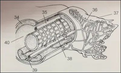 À quoi correspond le numéro 40 ?