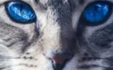 Quiz Couleurs
