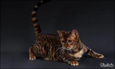 Quelle serait ton activité préférée en tant que chat ?