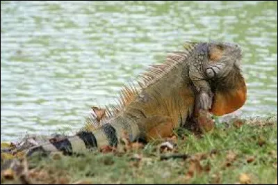 Quel célèbre chanteur surnomme-t-on l'Iguane ?